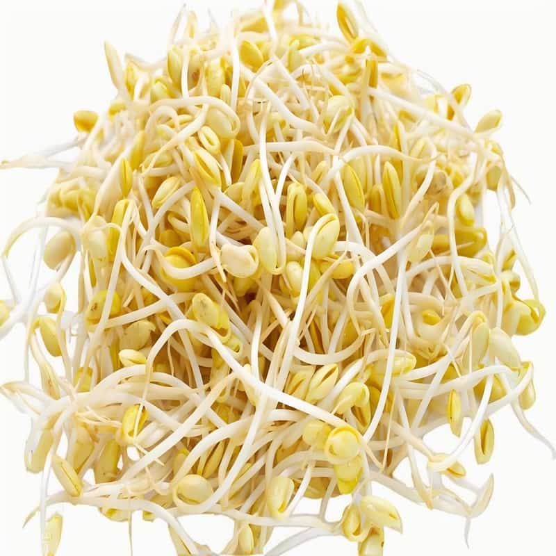 黃豆芽